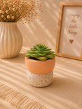 Mini Succulent Plant
