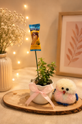 Jade Plant Festive Hamper