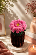 Gebera Single Flower Pot